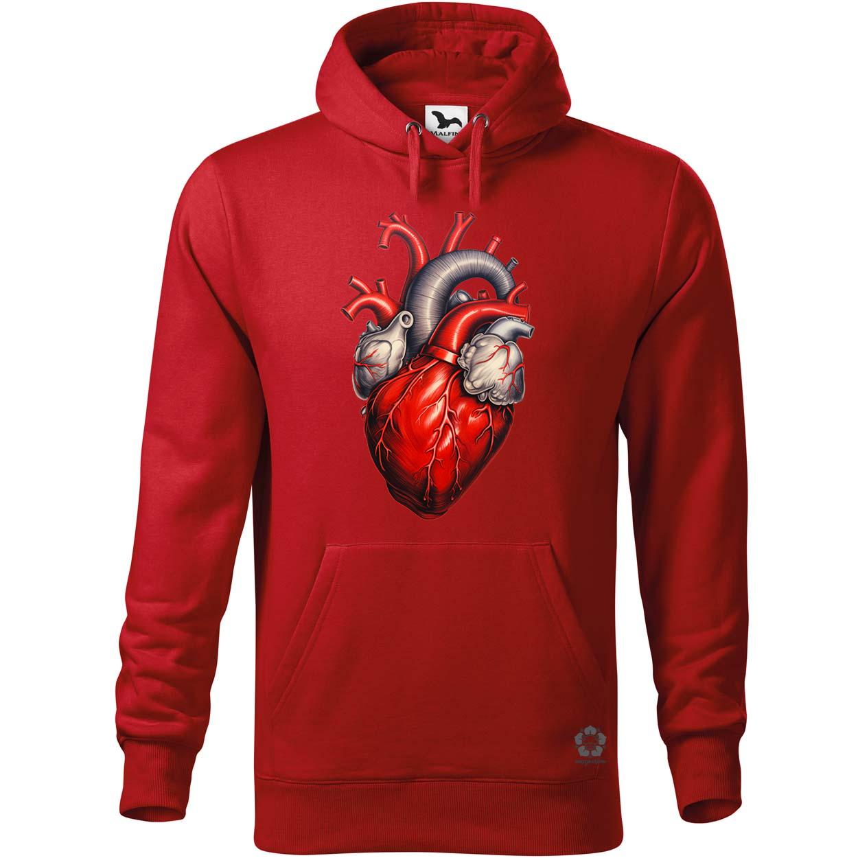 Anatom szív v1