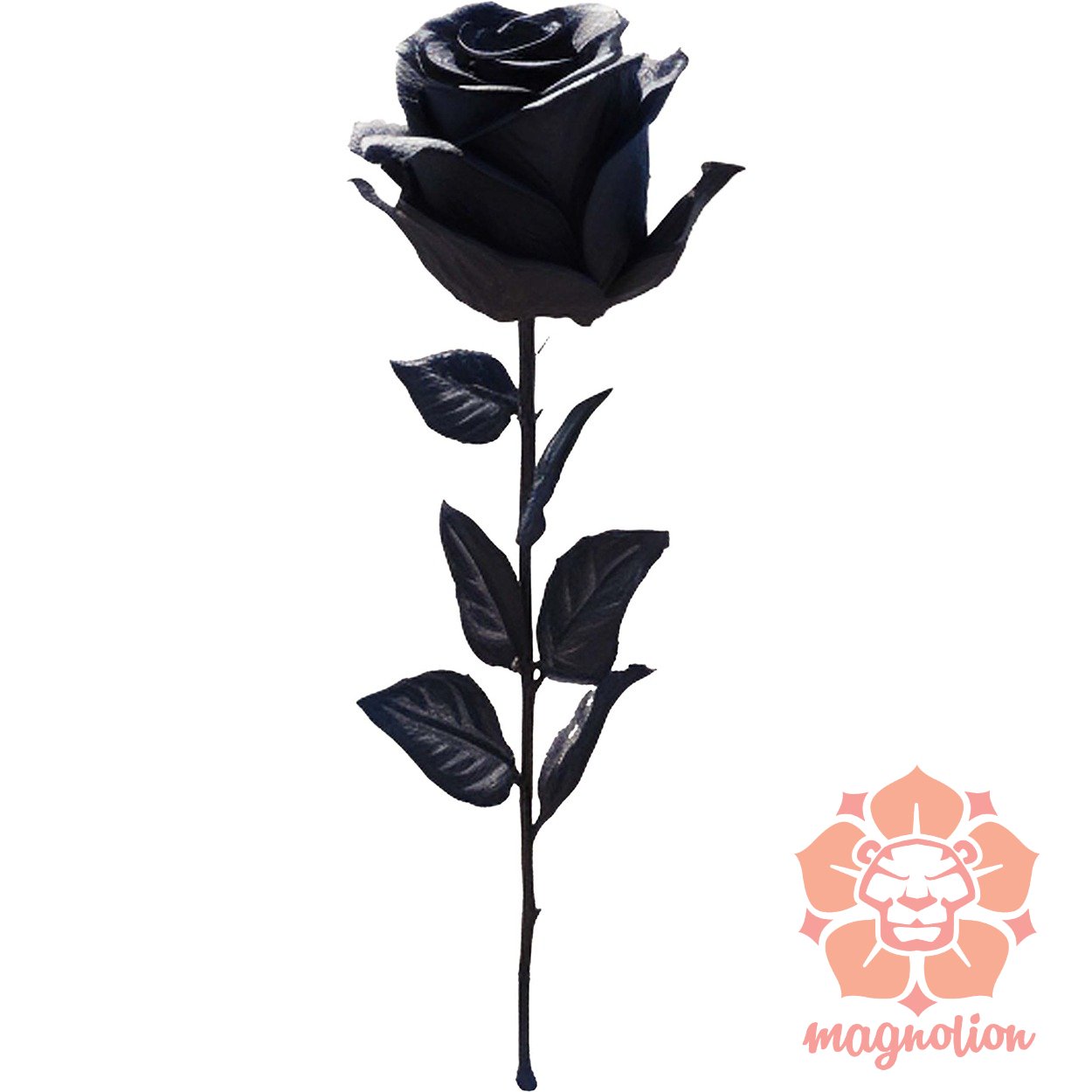 Fekete rózsa v7