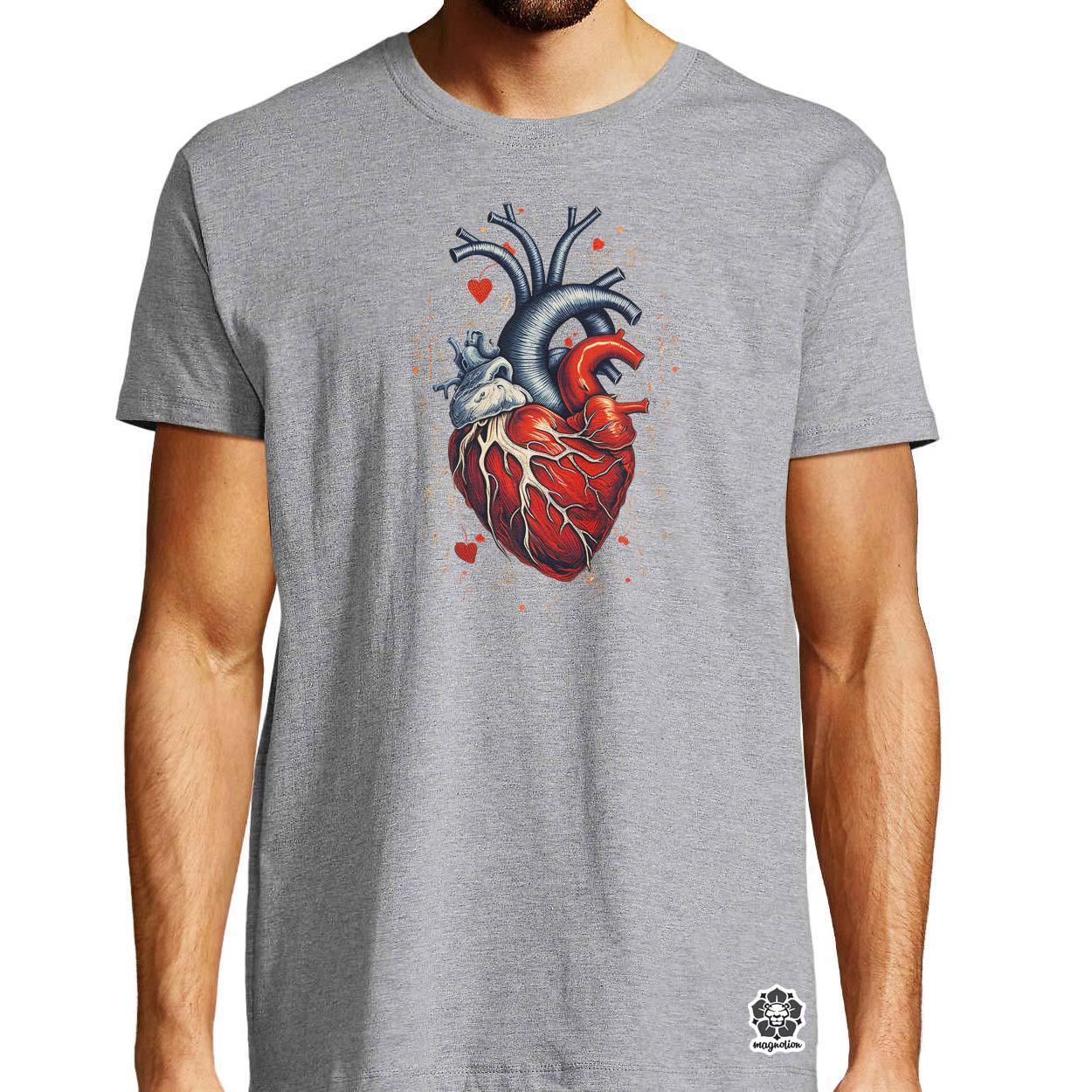 Anatom szív v2